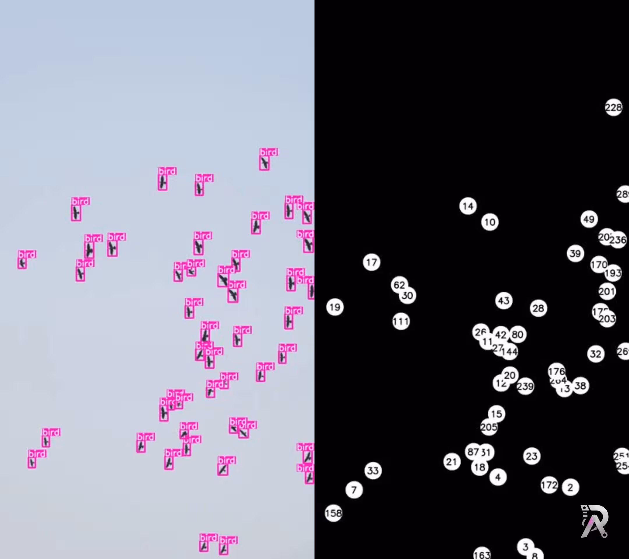 Real time bird detection and tracking using YOLO11